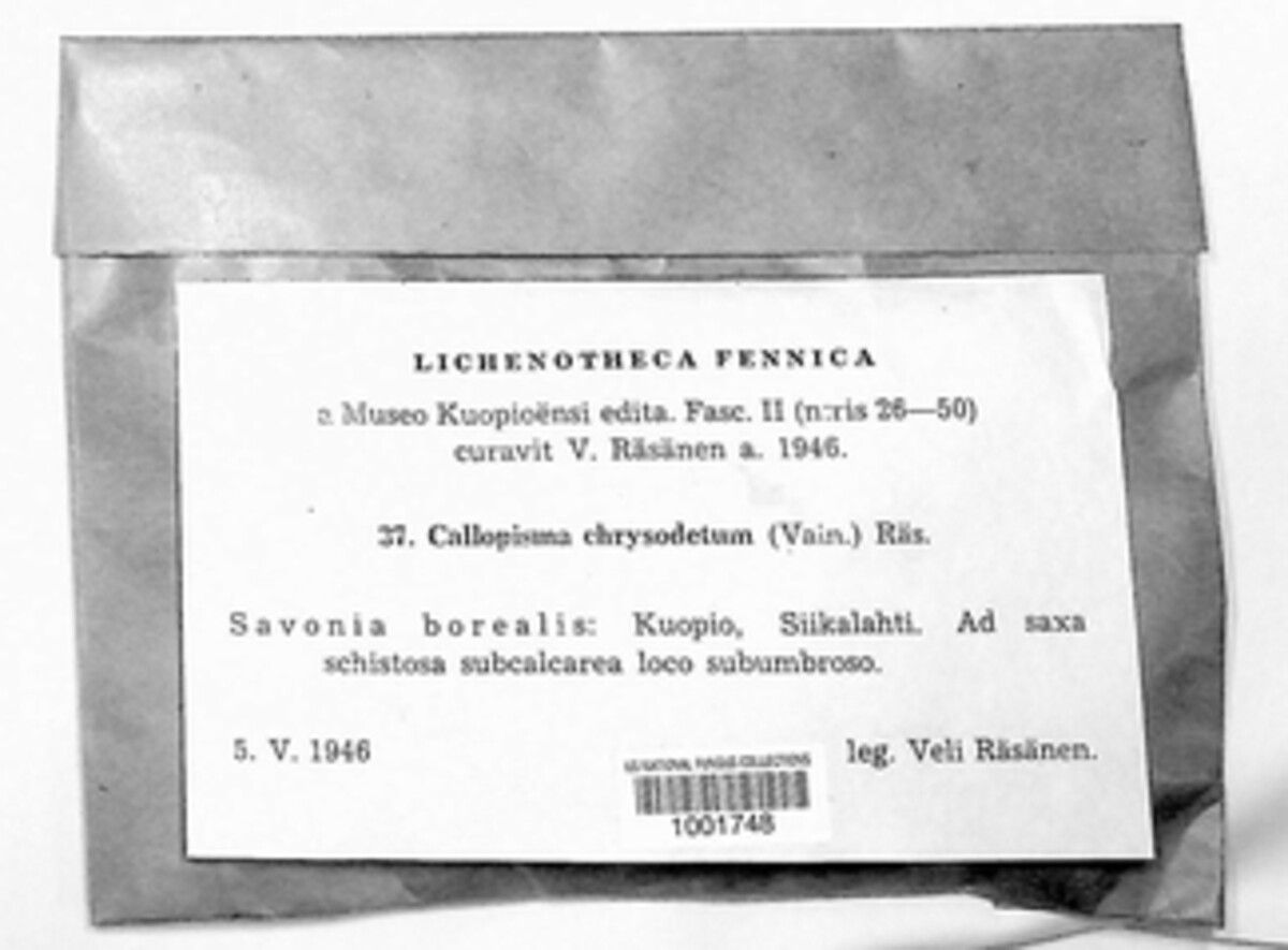 Leproplaca chrysodeta image